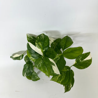 Z-5225 - Monstera lechleriana variegated