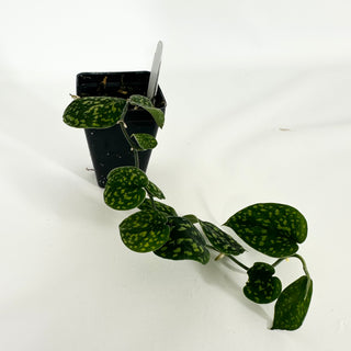 Z-4707 - Scindapsus pictus "Green Form" (Hassk)