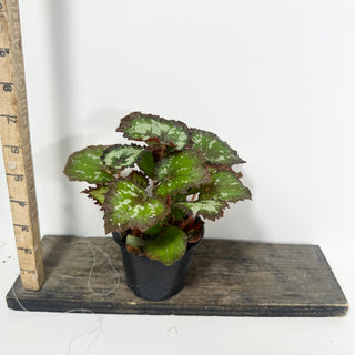 Begonia 'Randy MK2' [#2055]