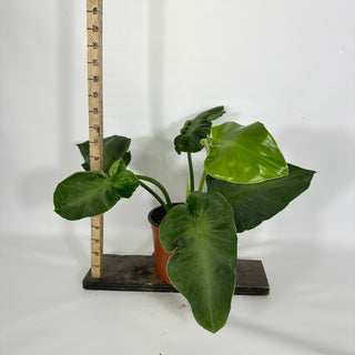 Z-4623 - Philodendron rugosum (Aberrant Form)