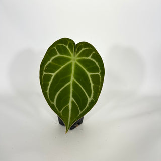 Anthurium magnificum verde x 'Silver Blush' [#1611]