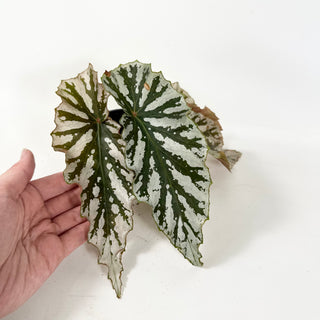 Begonia 'Silver Beauty' [#1943]