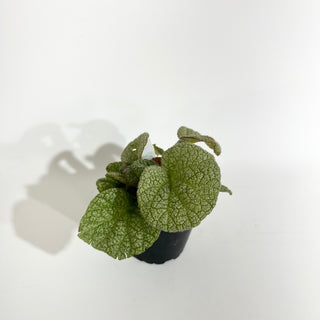 Begonia 'Steve's Leaves Dewfrost' [#2018]