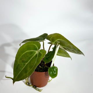Anthurium carlablackiae x 'Arnold Schwarzenegger' - 2 Seedlings [#1623]
