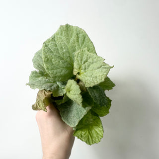 Begonia 'Bobbie's Gift' [#2005]