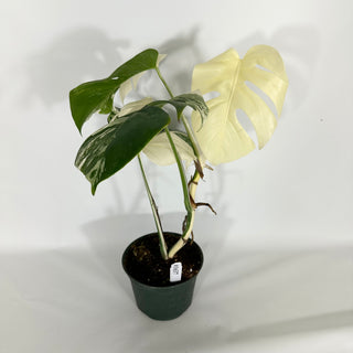 Monstera deliciosa var. borsigiana albo-variegata [#1637]