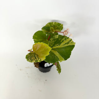 Z-5164 - Begonia cucullata (variegated)