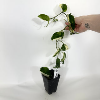 Scindapsus 'Jade Satin' albo-variegata [#1498]