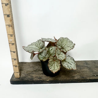 Begonia 'Desperado' [#2009]