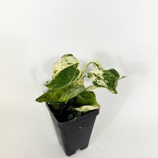 Z-5194 - Scindapsus pictus ‘Mangurai’ variegated