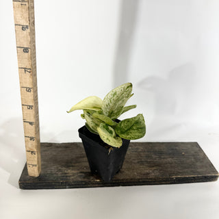 Z-4971 - Scindapsus pictus ‘Mangurai’ variegated