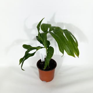 Amydrium zippelianum variegata - 5.5" Pot [#1491]