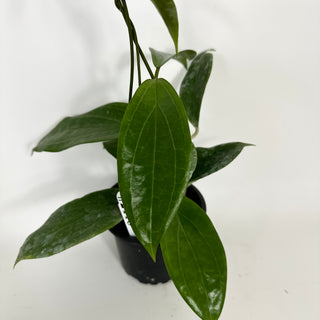 Hoya persiciana [#2118]