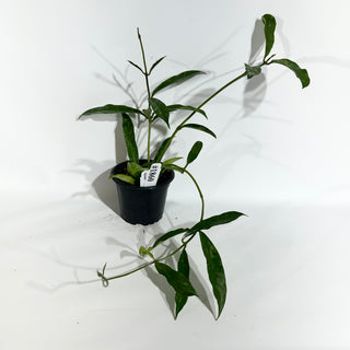 Hoya griffithii (Splash) [#1860]
