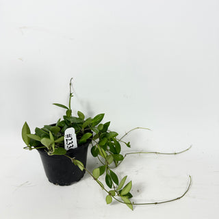 Hoya 'Mini Pixie' [#2336]