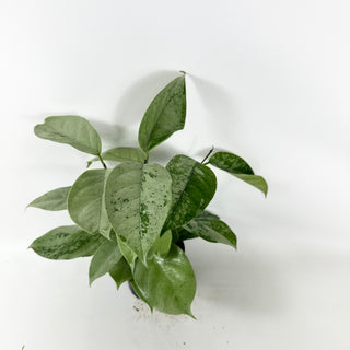 Hoya coriacea (silver) [#2452]