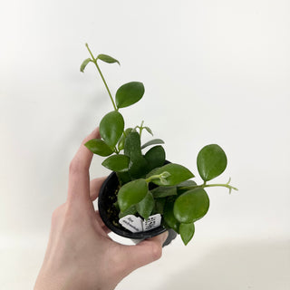 Hoya aeschynanthoides [#1596]