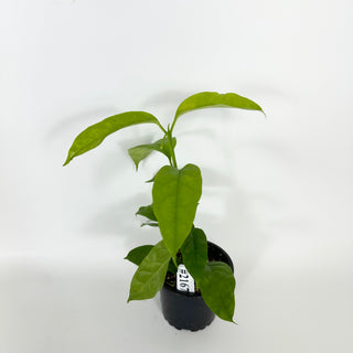 Hoya solokensis [#2167]