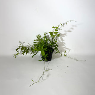 Hoya microdwarf (NS 12-323) [#2146]