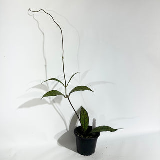 Hoya finlaysonii (Black) [#1858]