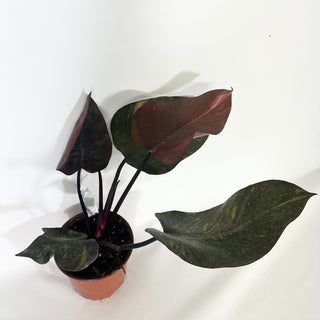 Philodendron 'Orange Princess' (Non-TC) [#1630]