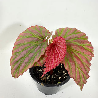 Begonia "Crazy Pink" [#2096]