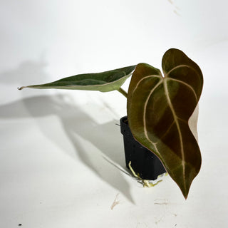 Anthurium carlablackiae x 'Arnold Schwarzenegger' - Seedling [#1990]