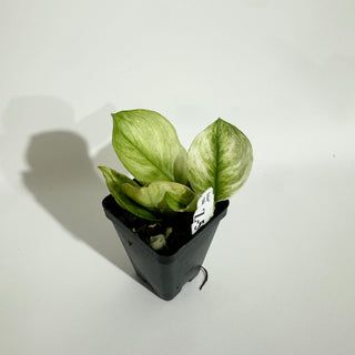 Z-5088 - Scindapsus treubii 'Moonlight Mint'