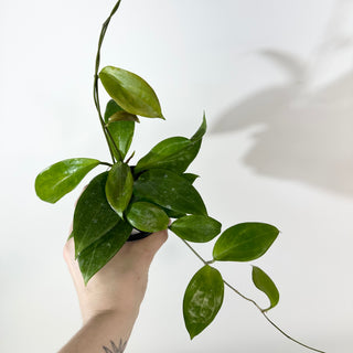 Hoya persiciana [#2186]