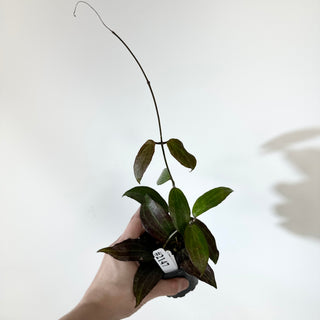 Hoya sp. "Red" [#2147]