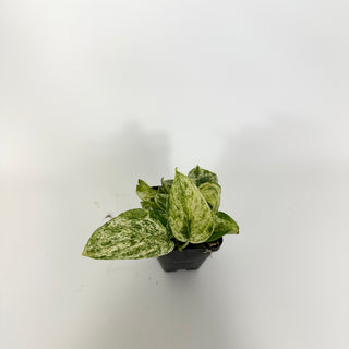 Z-5214 - Scindapsus pictus ‘Mangurai’ variegated