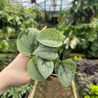 Scindapsus pictus "Silver"