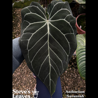 Anthurium 'Savannah' x 'Prince of Darkness' - Seedling [#1529]