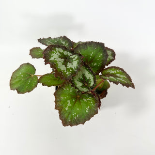 Begonia 'Randy MK2' [#2055]