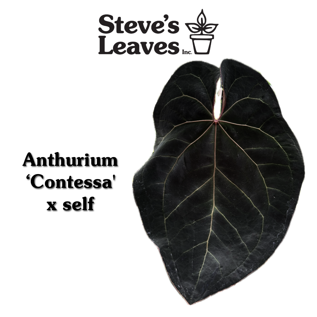 Anthurium Contessa x Self Seeds | Rare Hybrid Seed Pack | Steve's Anthurium Contessa x Self Seeds | Rare Hybrid Seed Pack | Steve's