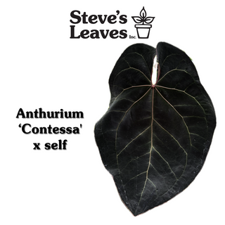 Anthurium 'Contessa' x self - Seed Pack