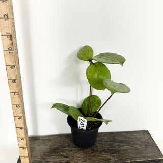 Z-5328 - Hoya 'Michele' (Splash)