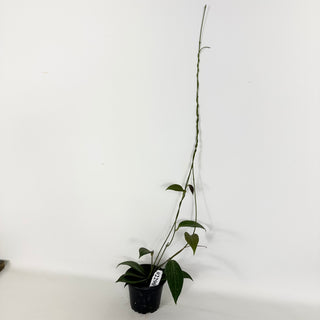 Hoya hellwigiana [#2290]