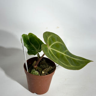 Anthurium 'Zara' x carlablackiae - 2 Seedlings [#1896]