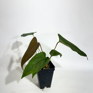 Anthurium 'Prince of Darkness' x indo portillae [#1785]