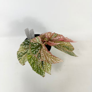 Begonia 'Snow Capped' (Variegated) [#2416]