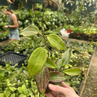 Hoya tjadasmalangensis