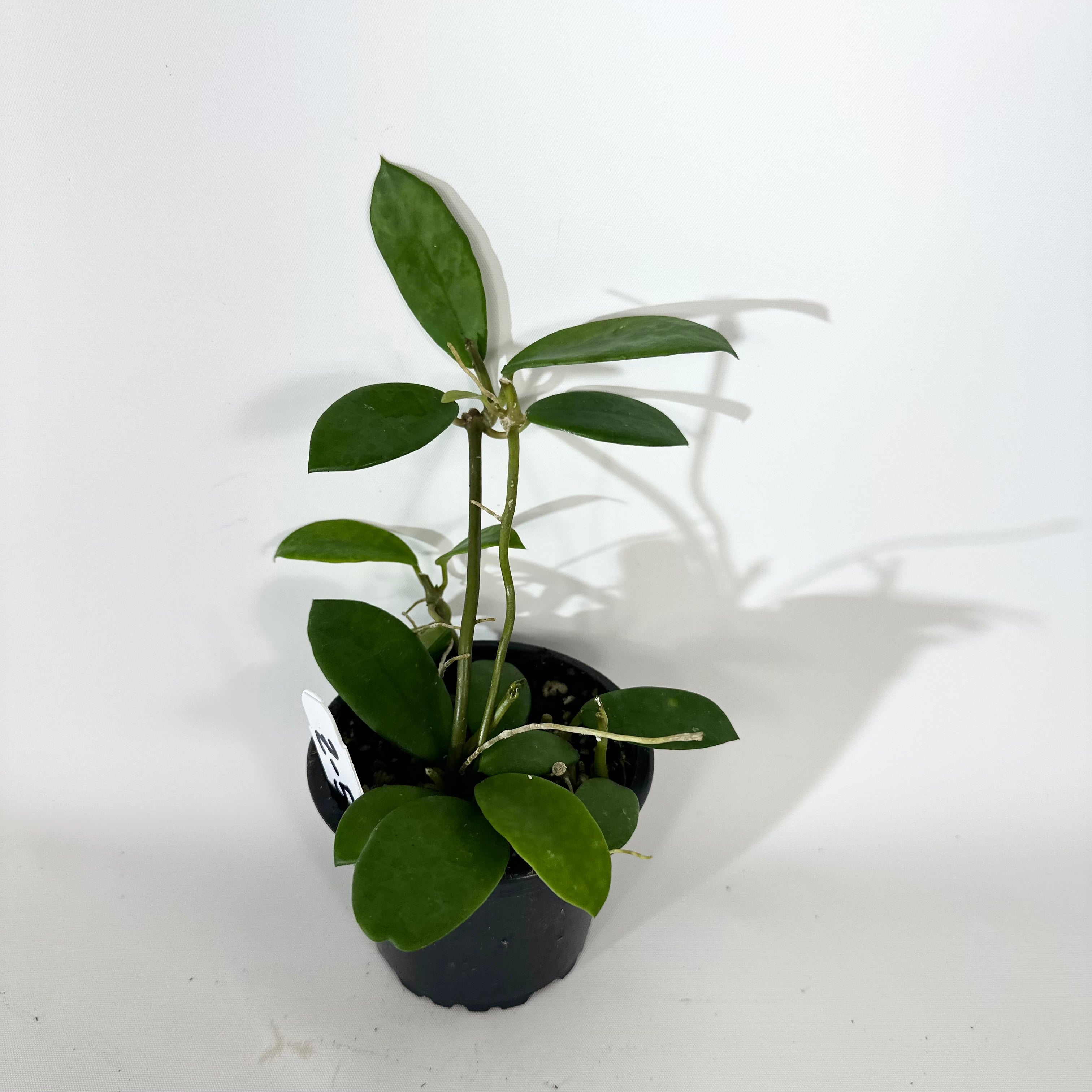 Z-5138 - Hoya liangii – Steve's Leaves