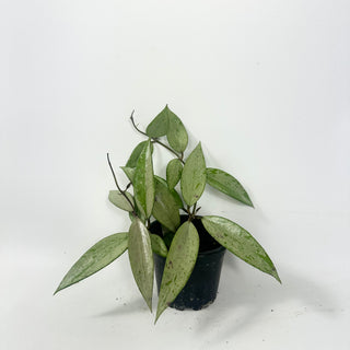 Hoya 'Snow Cui' (silver) [#1967]
