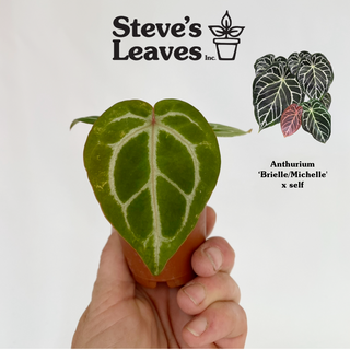 Z-4734 - Anthurium 'Brielle'/'Michelle' x self - Seedling