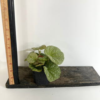 Begonia 'Steve's Leaves Dewfrost' [#2018]