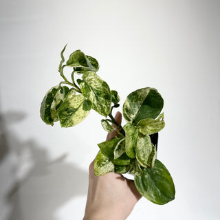 Z-5073 - Scindapsus 'Jade Satin' albo-variegata
