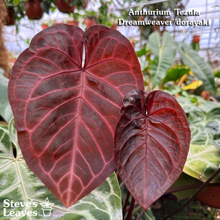 Anthurium 'Tezula Dreamweaver'/dorayaki x 'Arnold Schwarzenegger' - Seedling [#1477]