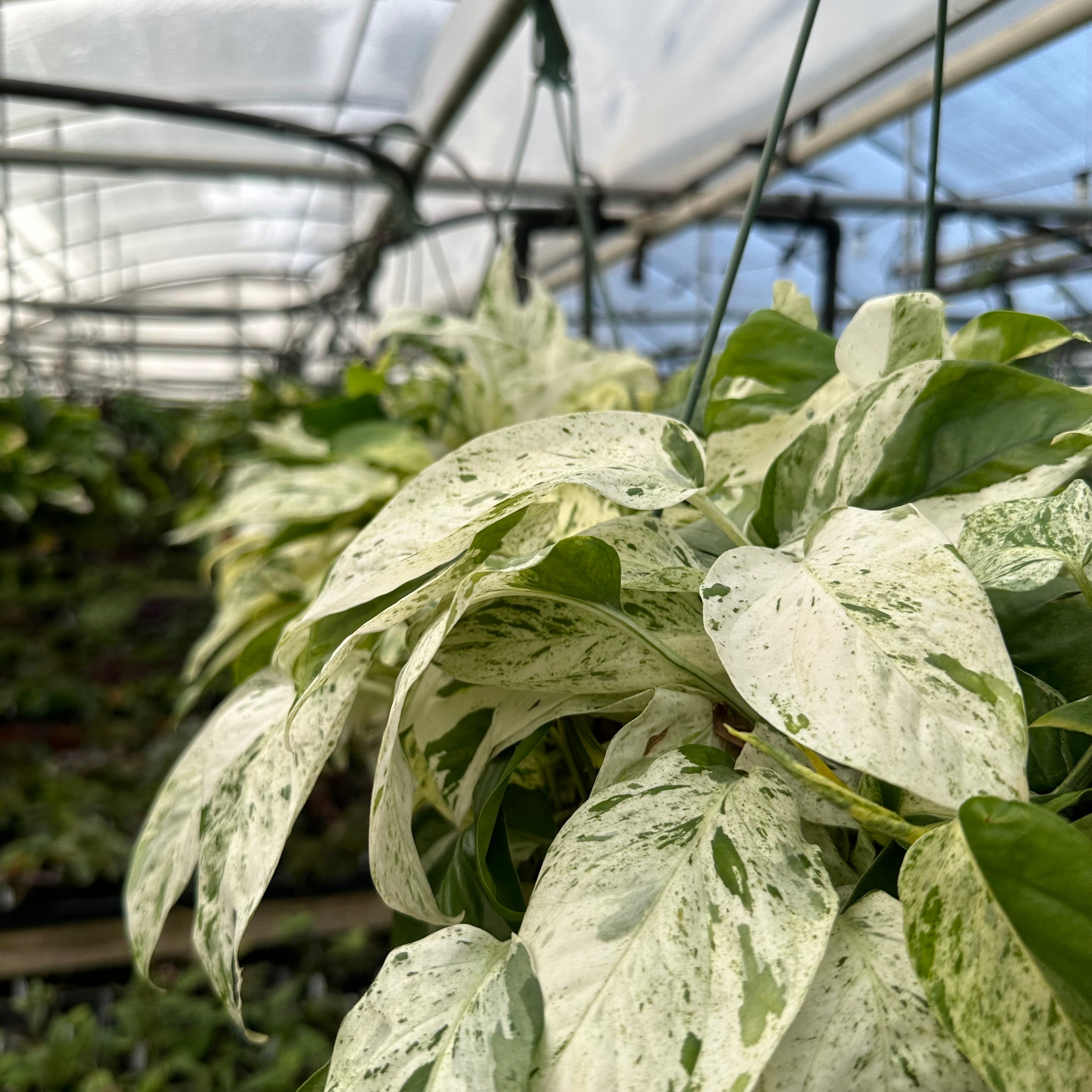 epipremnum marble variegata Epipremnum pinnatum