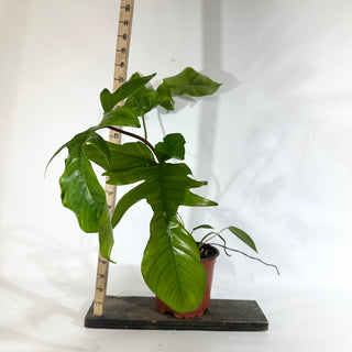 Philodendron sp. 69686 x subhastatum [#1845]